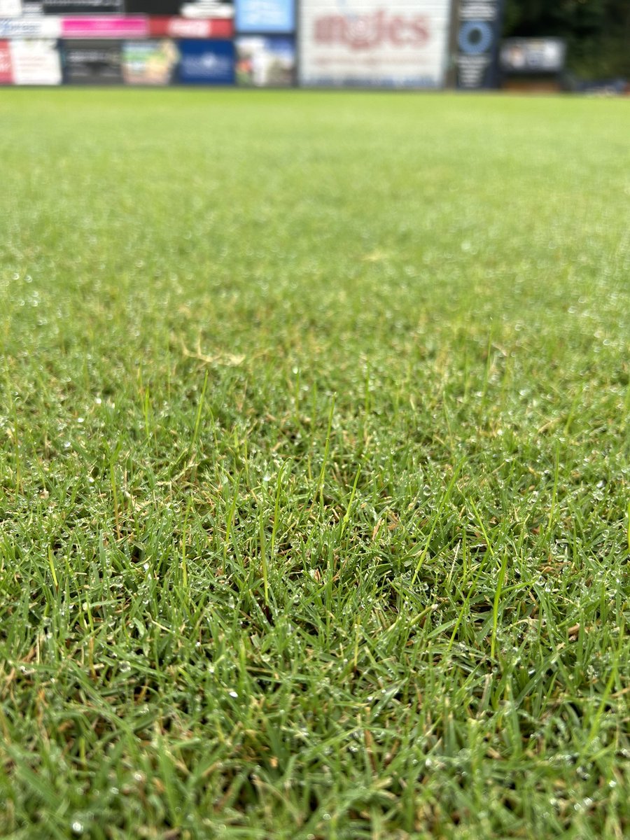 Joey Elmore (@joeyelmore38) on Twitter photo So I took a shot in <a href="/ewingsportsturf/">Ewing Sports Fields</a> rye grass this year. Holy freaking response. I did put in the work to do the right things (verticut 2 ways, fert, irrigation, good growing conditions always help) but in a week we are looking at reaching for the sky! Thank you <a href="/CBEwingSports/">Chris "Butter" Ball, CSFM</a> So I took a shot in <a href="/ewingsportsturf/">Ewing Sports Fields</a> rye grass this year. Holy freaking response. I did put in the work to do the right things (verticut 2 ways, fert, irrigation, good growing conditions always help) but in a week we are looking at reaching for the sky! Thank you <a href="/CBEwingSports/">Chris "Butter" Ball, CSFM</a>