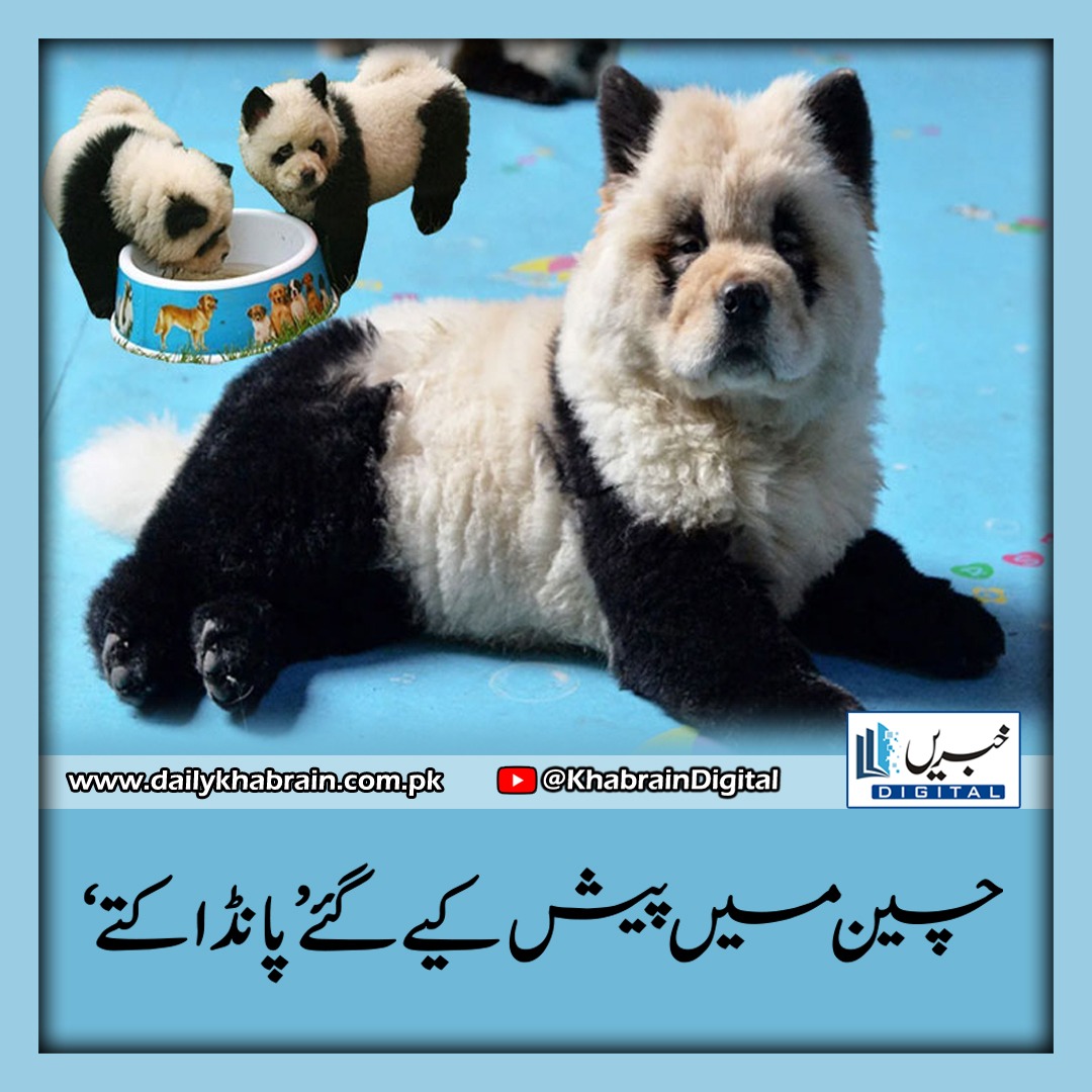 daily_khabrain's tweet image. چین میں پیش کیے گئے ’پانڈا کتے‘

dailykhabrain.com.pk/2024/09/20/408…
Tap on the link to read full story 👆

#khabraindigital
#pandapuppies
#introduced
#China