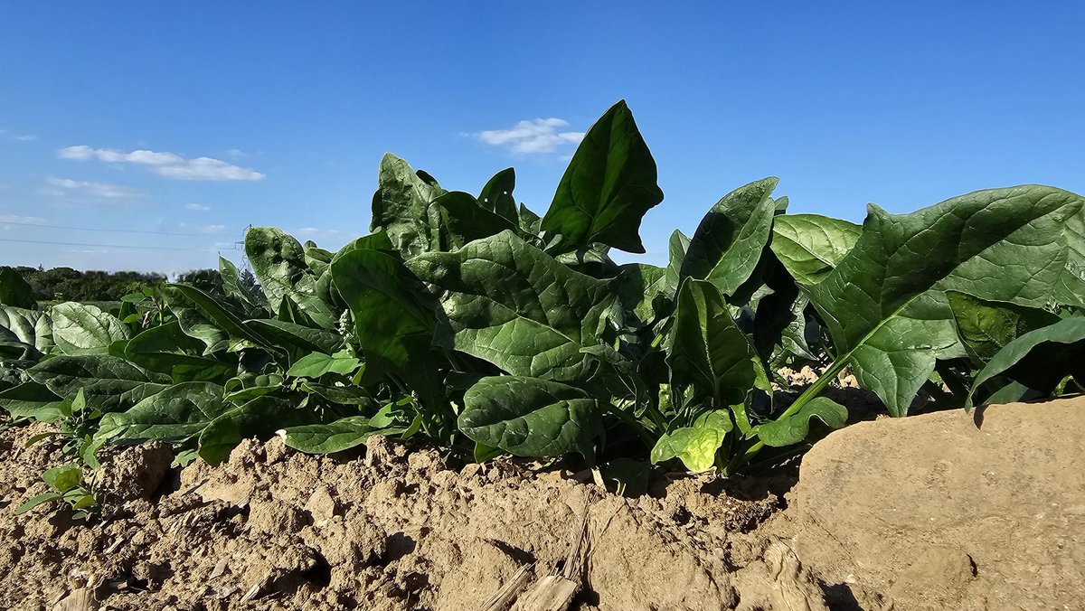 pfenningsfarm's tweet image. Our spinach is LOVING this weather!  It's grown beautifully, just look at that GREEN!  

#Pfennings4Me #LoveOntFood #FromTheField #LoveLocal #Organic #OrganicAgriculture #SustainableAgriculture #Spinach #GreenGoodness #Gratitude