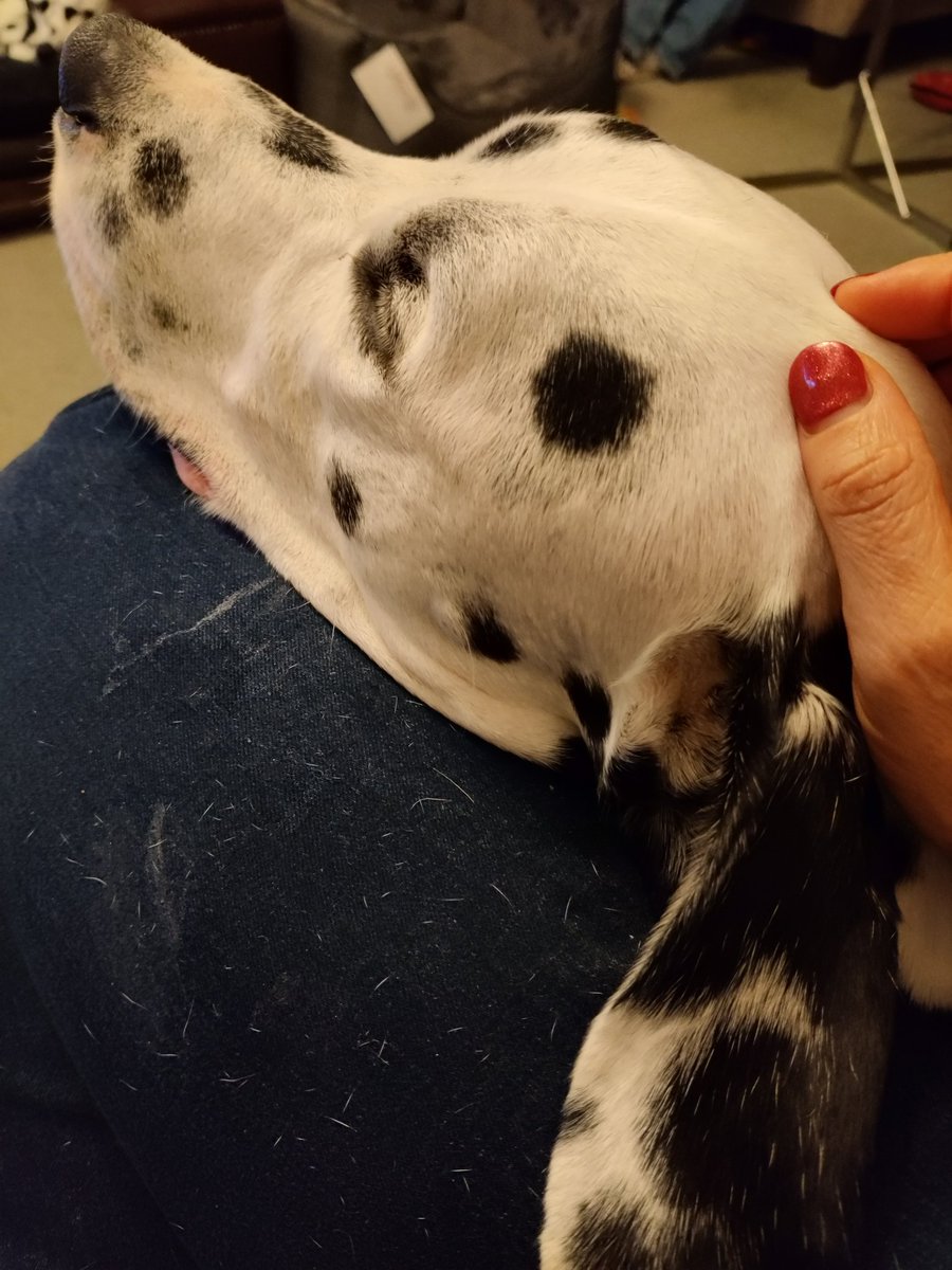 My leg has been dribbled on, covered in hairs, and now claimed for a pillow 🖤🤍