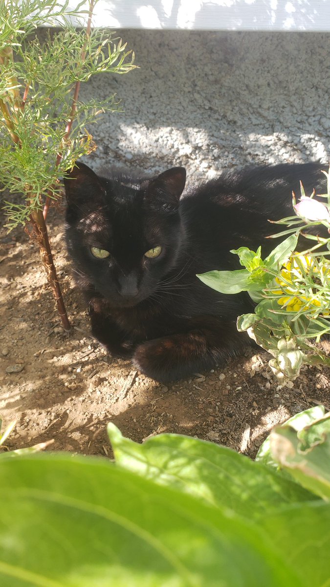 dekebridges's tweet photo. Discovered a new kind of plant
in the flower bed.
#CatsOfTwitter #CatsOfX #MiloCat https://t.co/TtyyVQQi3b