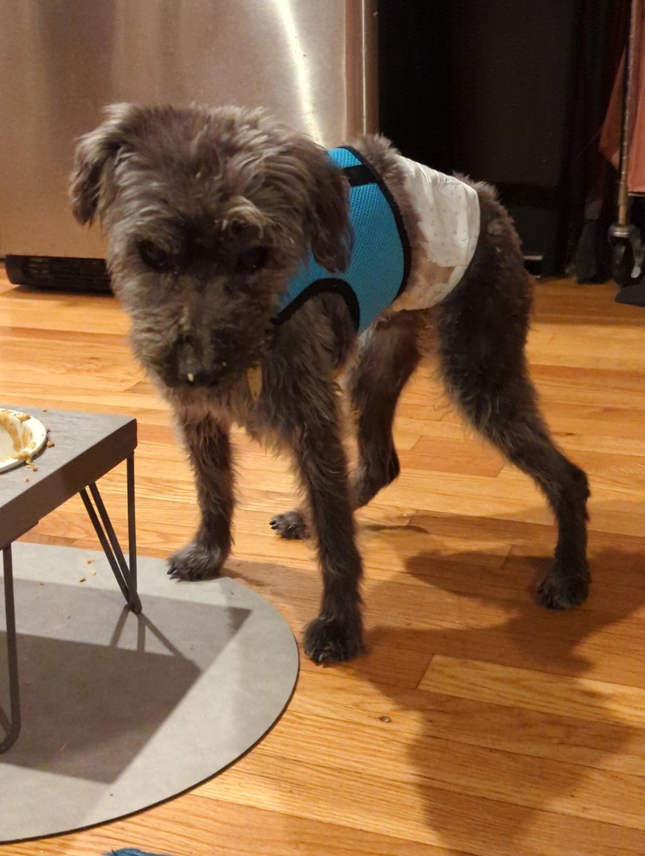 glamatcha's tweet photo. @IfyNwadiwe I know it's been longer than 2 hours but counterpoint: my boy is heckin cute and we could use a longer break from discourse 🤣 https://t.co/zSMB5TsicR