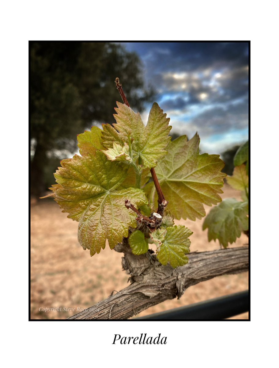 CampdEstrelles's tweet image. After a bit of rain, we have new life amongst the #Parellada! Let’s not get too carried away though; only four of the original twenty-seven are reborn…
😉🍇🇪🇸
#viticulture