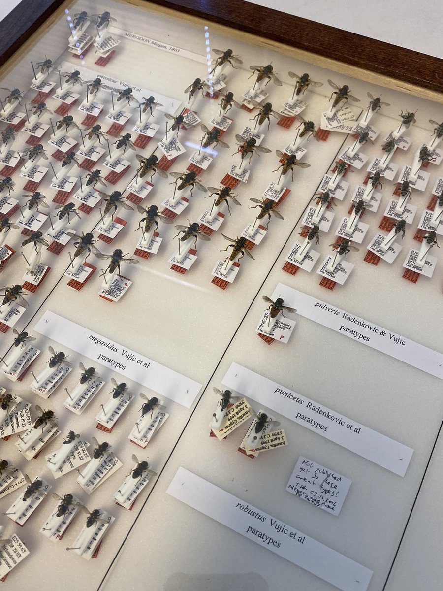 madsprixe's tweet photo. Thank you Tony @MuseumLiverpool for taking me round the collection ! Really interesting to see collections linked with forensic entomology through the Liverpool School of Tropical Medicine 🏥🪰 https://t.co/Y6oKZY9qFz