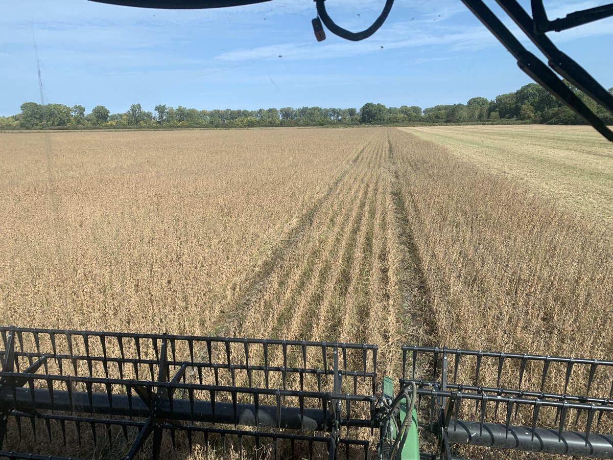 wolf_moritz's tweet image. Sept 20th:  Earliest ever for me to start cutting IP Soys on Pelee Island #northendfarms #peleeisland #canadassouthernmost