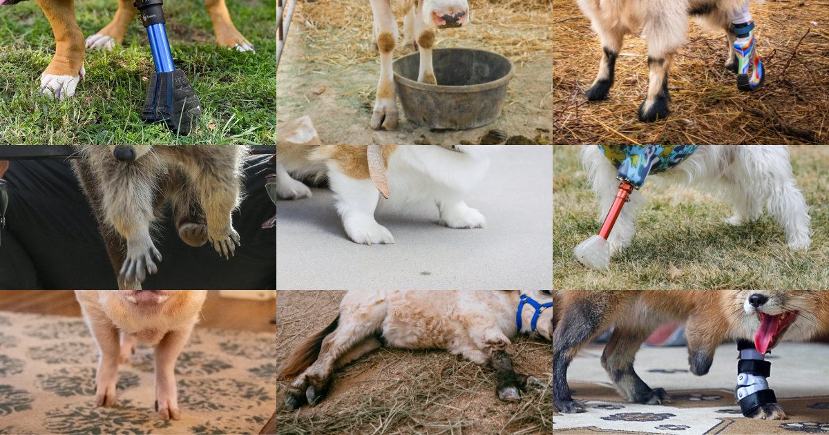 BYUtv's tweet photo. Cuteness overload alert! 🐾 Put your hands together for today's roundup of the cutest paws, hooves, claws, and feet from The Wizard of Paws! 😍 #WizardofPaws #WizardofPawsTV #BYUtv https://t.co/SFLWaDihUB