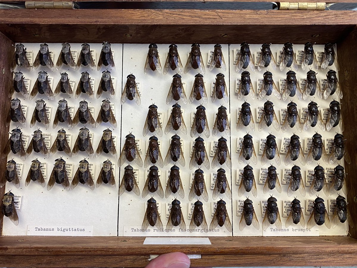 madsprixe's tweet photo. I especially loved Dr Malcom Smart’s perfectly pinned tabanids !! #entomology #horseflies https://t.co/lgGK7cTNFW