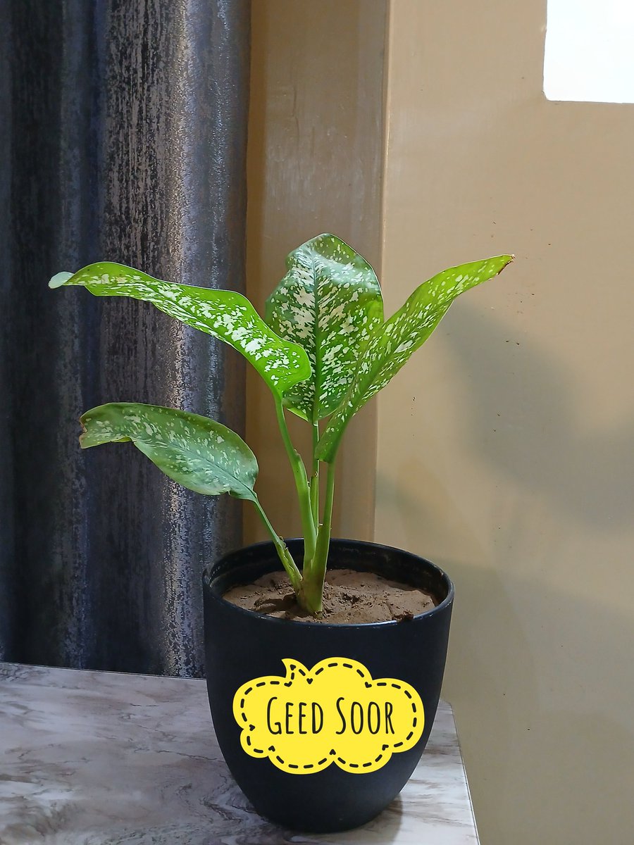 We help you breathe easy and live in green space.
#GeedSoor
#Indoorplants