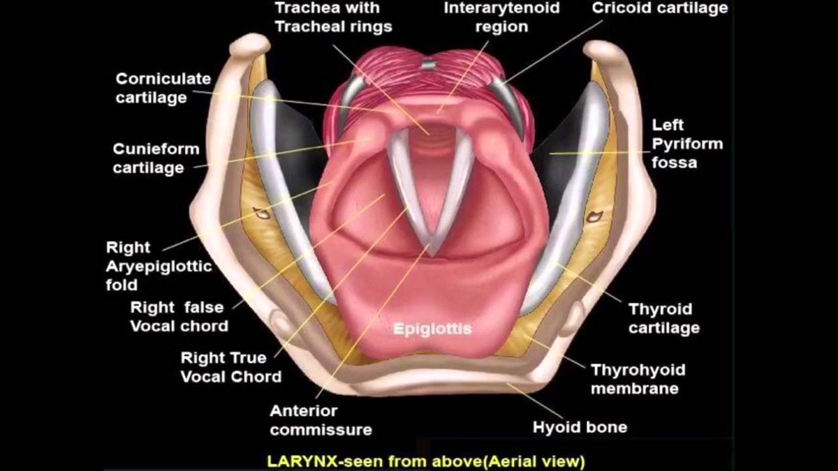 enrgeticwarrior's tweet photo. SO BEAUTIFUL💜 i deleted my other tweet because from this view you can't actually see his cricoid cartilage and i refuse to have anything anatomically incorrect on this page https://t.co/yFamgjYTSZ