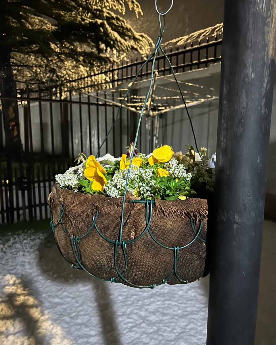 TracySpriggs's tweet photo. The snow whispers secrets, 
of a peaceful night, 
A world hushed still, in icy light.
.
.
.
.
#snowing
#snow
#snowfall
#snowflake
#Matatiele
#easterncape
#easterncapesouthafrica
#springsnow
#20september2024
#southafrica https://t.co/XP3MNlchC9