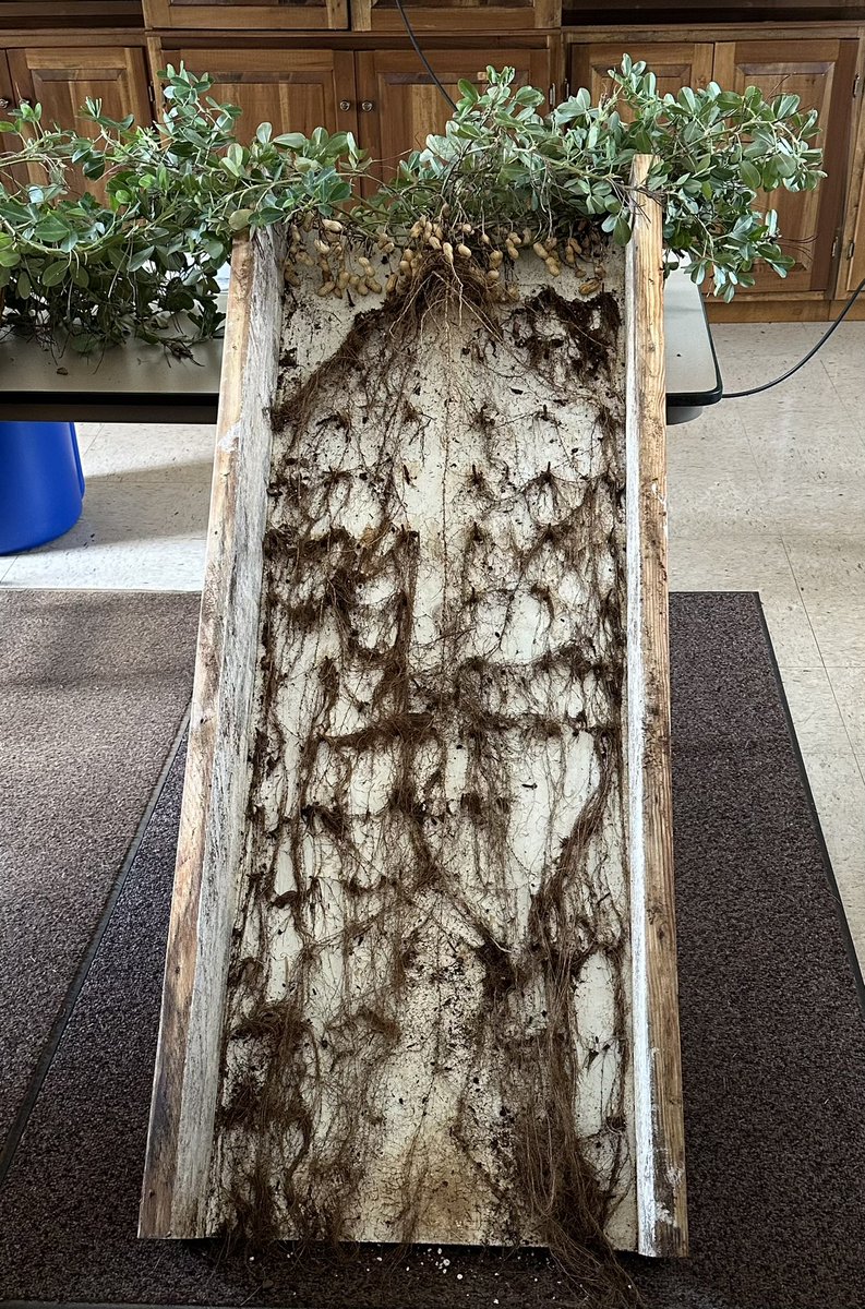 A #peanut plant and its extensive #root system 🥜🌱