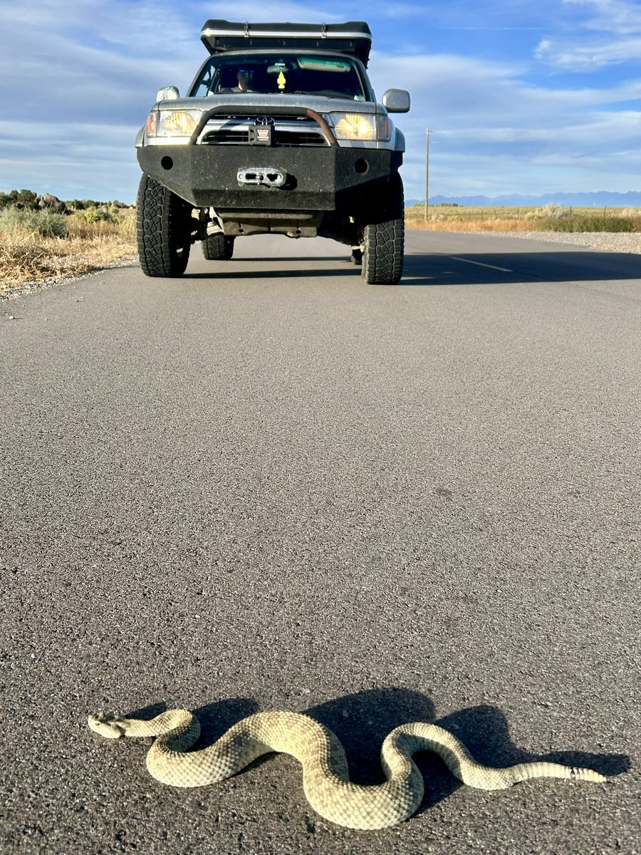 JD Schooley (@dirtydog650) on Twitter photo Could this be a western (aka midget-faded) #rattlesnake? 🐍
Seems out of range near Del Norte, CO
<a href="/snakeymama/">Emily Taylor</a> Could this be a western (aka midget-faded) #rattlesnake? 🐍
Seems out of range near Del Norte, CO
<a href="/snakeymama/">Emily Taylor</a>