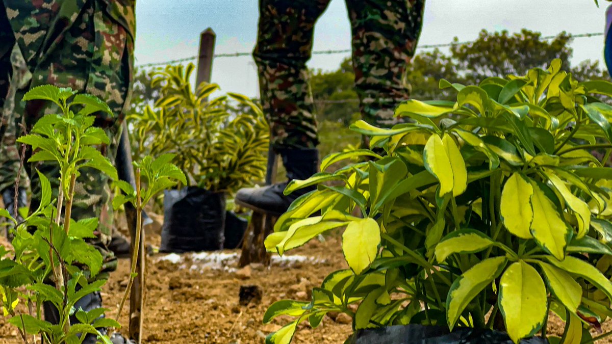 Comando de Acción Integral del Ejército Nacional tweet media