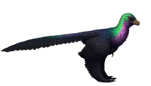 GiovanniCLT's tweet photo. We Know Dinosaurs Had Feathers, But Why? https://t.co/tkpZVI2tSY https://t.co/WsgBwIvpQO