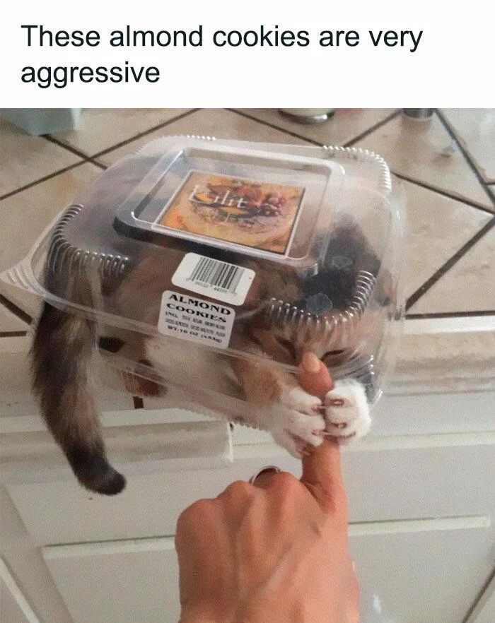 WholesomeMemes (@wholesomememe) on Twitter photo 