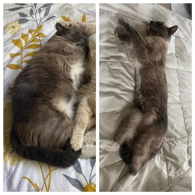 Placer SPCA tweet media