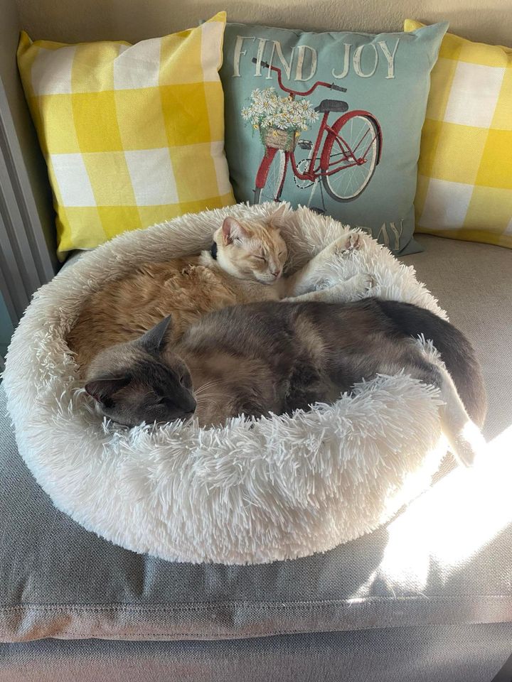 Placer SPCA tweet media