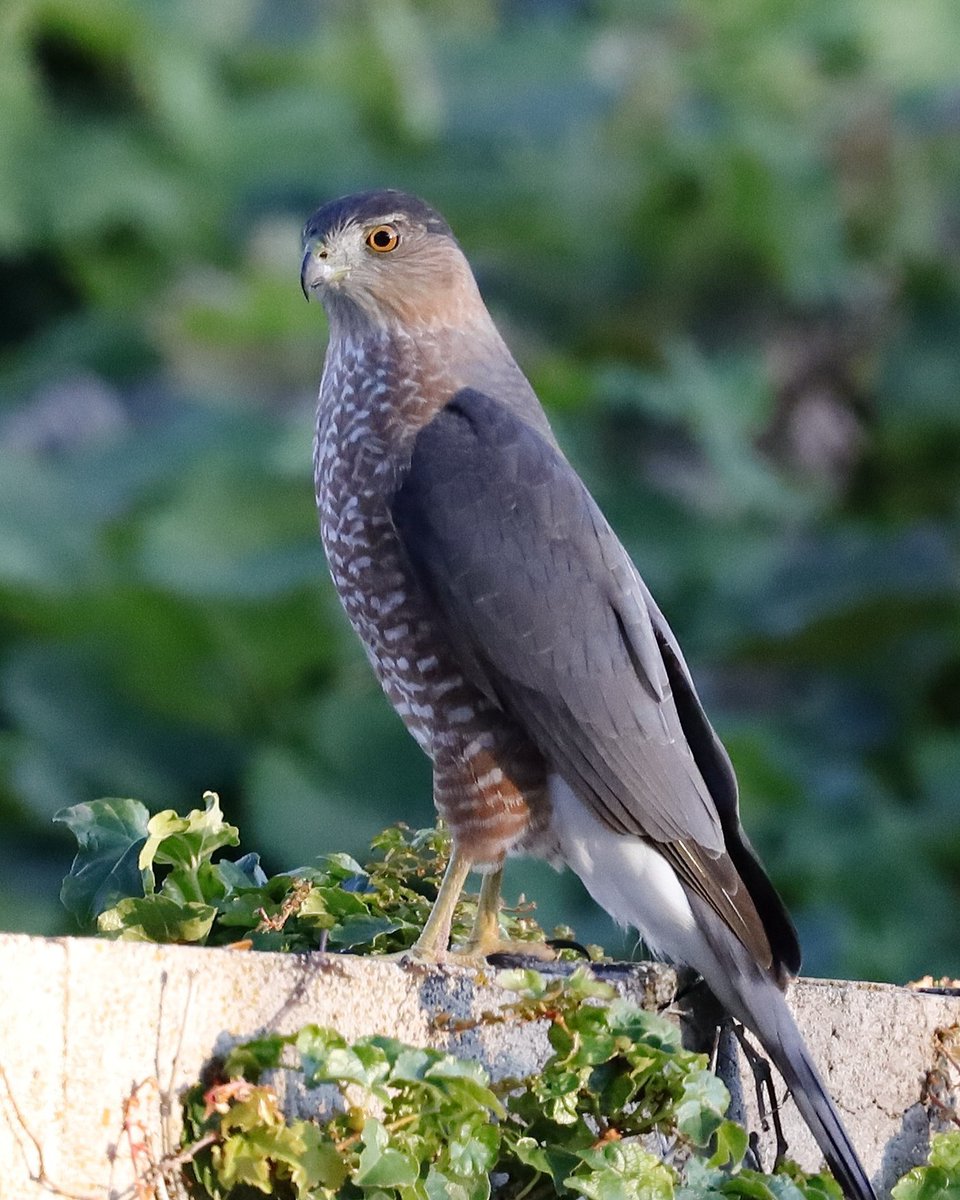 This is why all the birds in my yard vanished and all the squirrels hid.