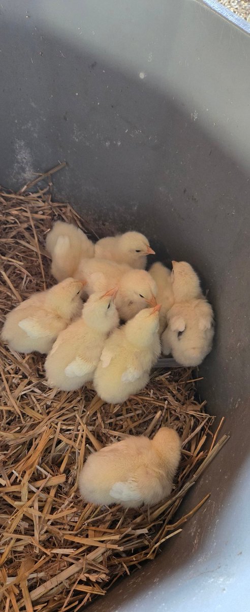 Last weekend in Harrison Fall Fair, we had so much fun helping with their Ag Awareness Building. Here are some photos we took.

@harristonmintofair
 
#wellington #juniorfarmers #jf #proudjfer #harriston #harristonfallfair
