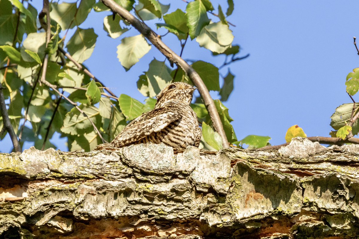 ValerieBlock's tweet image. Common night hawk (lifer!) sitting, basking, scratching and opening wide. After showing off its mighty mouth, which I would never guess was behind that tiny beak, it flew off to join a couple of its kind in the darkening sky over Central Park. #birdcpp #Birding #FallMigration