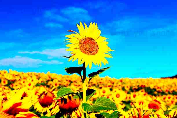 DarkFluffy___'s tweet photo. Reach for the sky https://t.co/QeAwgC8pLg