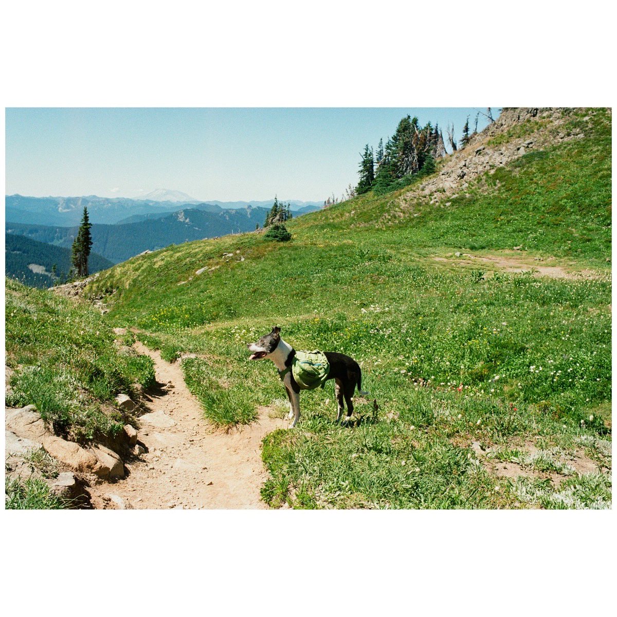 forestoutside's tweet image. Washington trails on ColorPlus 🎞️