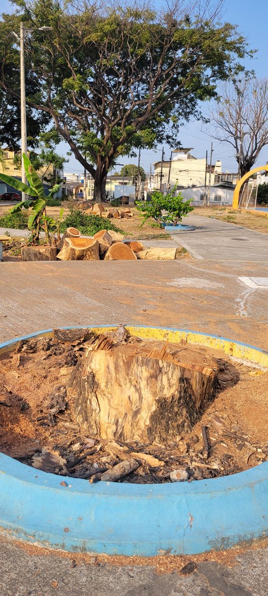 geomy_l's tweet photo. Esto es lo que deja la administración de @alcaldiagye, cementerio de árboles de más de 50 años que en su momento pudieron ser tratados para que sigan vivos 😔 y así todo #Guayaquil.
#Alborada3 #ParqueDel8 https://t.co/vNelFnwzwV