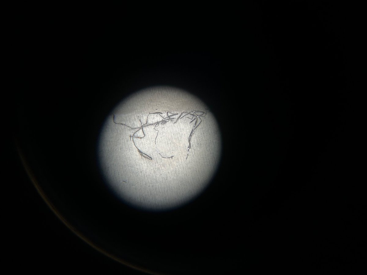 cryomariena's tweet photo. Metallic schmutz. And now my supervisor is loading it onto the SEM to do EDS. #itswhatyoudo #elementalanalysis #elementarymydearwatson #itswhatmanagersdo https://t.co/xN61w1D6rY