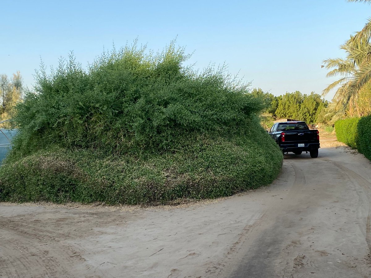 شجرتنا العملاقة