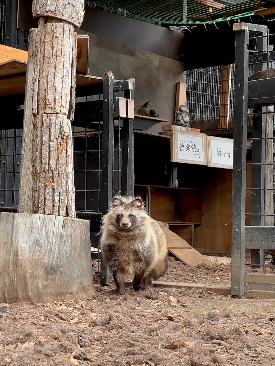 Daily Tanuki Bot (@dailytanuki) on Twitter photo 