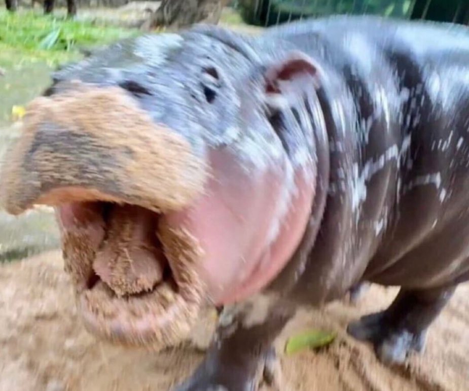 Shitheadsteve tweet media