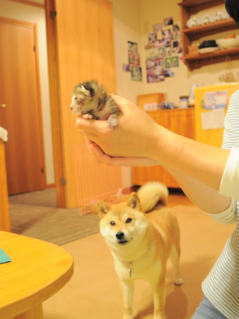Azaleacoin's tweet photo. When i joined the @kabosumama family i was very small @dogecoin wasn't so big himself 🐈

$Azalea

#Dogecoin #Neiro https://t.co/GtkUhw7228