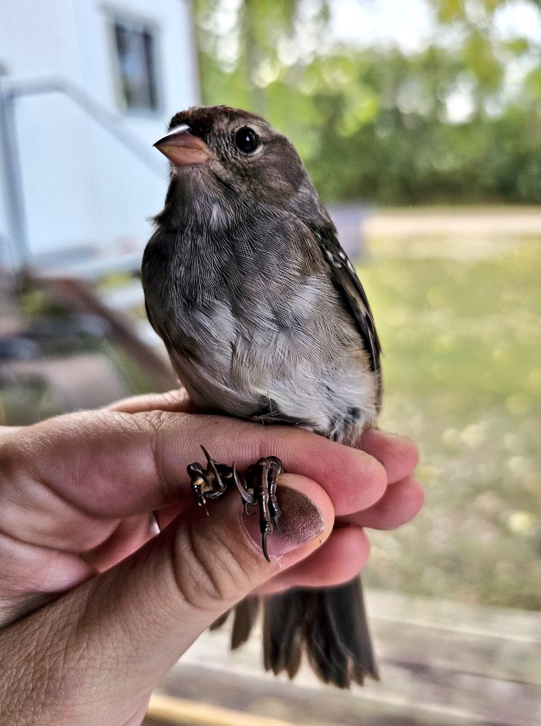 Sarah_306's tweet photo. Hatch year White-crowned Sparrow banded today at Last Mountain Bird Observatory #MigrationMonitoring https://t.co/az85sPZDnc