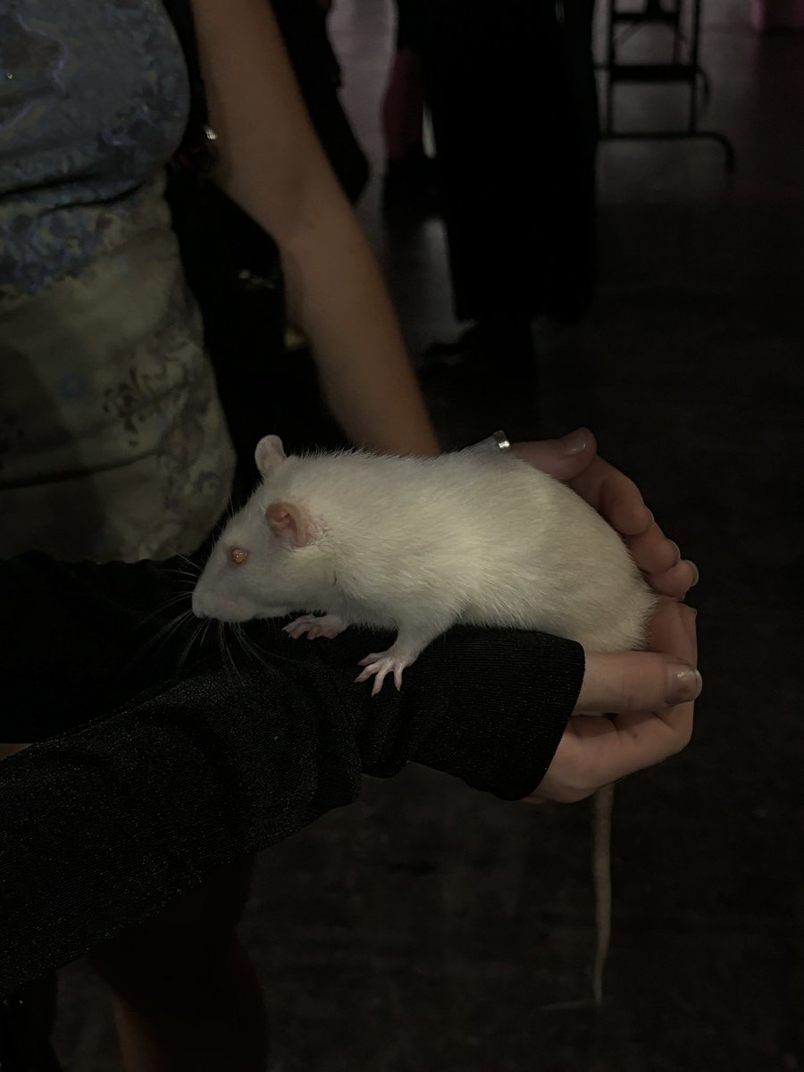 GALE DEKARIOS .ᐟ tweet media