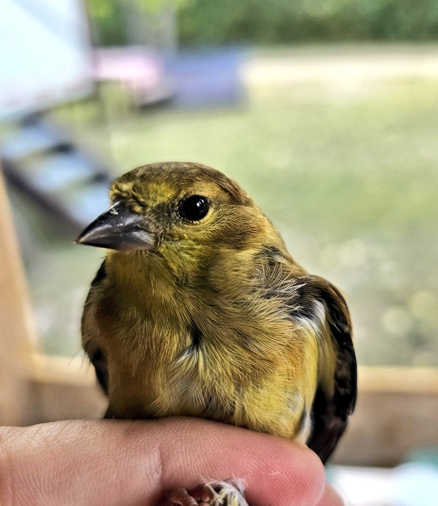 Sarah_306's tweet photo. American Goldfinch banded today at Last Mountain Bird Observatory #MigrationMonitoring https://t.co/QMQLpIJmTe