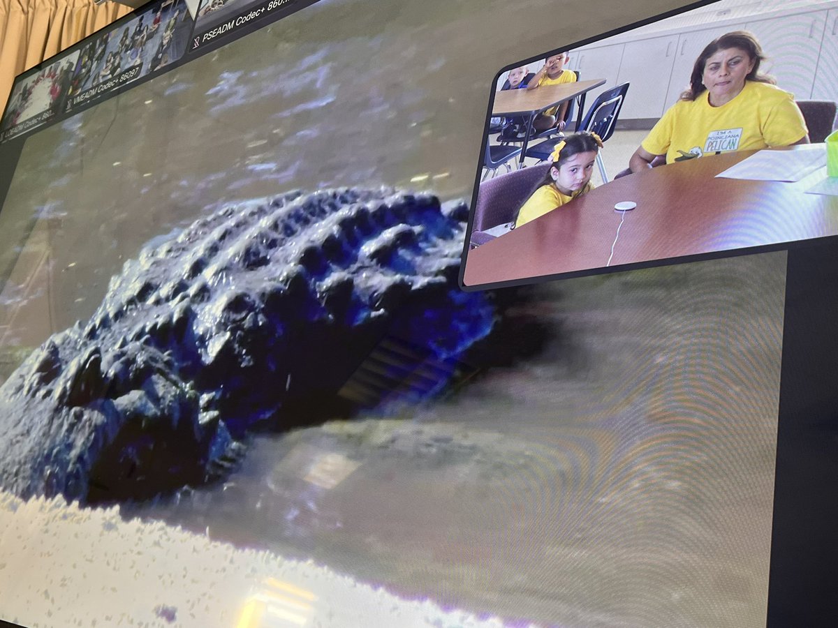 MissP (@misstmpinfl) on Twitter photo We are so proud of our PeliCAN in Mrs.Bhatt’s Kinder class! Her question was selected for ZooCon and she read it with confidence 😊🐊<a href="/PoincianaCCPS/">Poinciana Elementary</a> <a href="/CollierScience/">Collier Science Dept</a> <a href="/collierschools/">Collier County Public Schools</a> #ZooCon #alligators #PeliCANPride We are so proud of our PeliCAN in Mrs.Bhatt’s Kinder class! Her question was selected for ZooCon and she read it with confidence 😊🐊<a href="/PoincianaCCPS/">Poinciana Elementary</a> <a href="/CollierScience/">Collier Science Dept</a> <a href="/collierschools/">Collier County Public Schools</a> #ZooCon #alligators #PeliCANPride