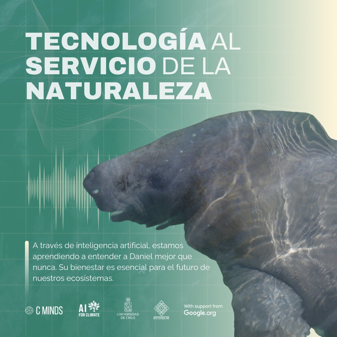 🤝 Daniel es el recordatorio viviente de la importancia de cuidar nuestros ecosistemas y las especies que ahí habitan.

¡Sigue nuestros proyectos y acompáñanos en esta misión para proteger a los Manatís!

🔗 Descubre más sobre AI4Manatees en: forclimate.ai/ai-4-manatees
