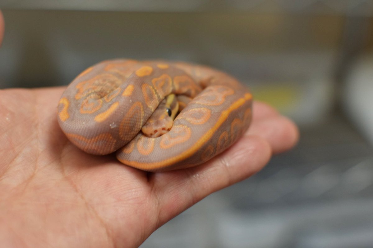 Fresh Shed...✨

Banana Cinnamon.