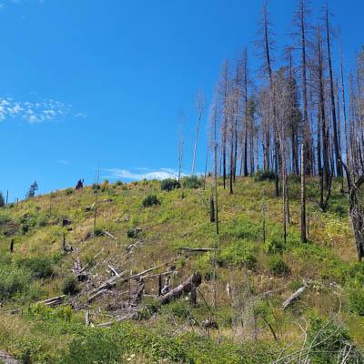 SE_Future's tweet image. Fix Our Forests Act Trojan Horse For Timber Industry dlvr.it/TDVQ9g