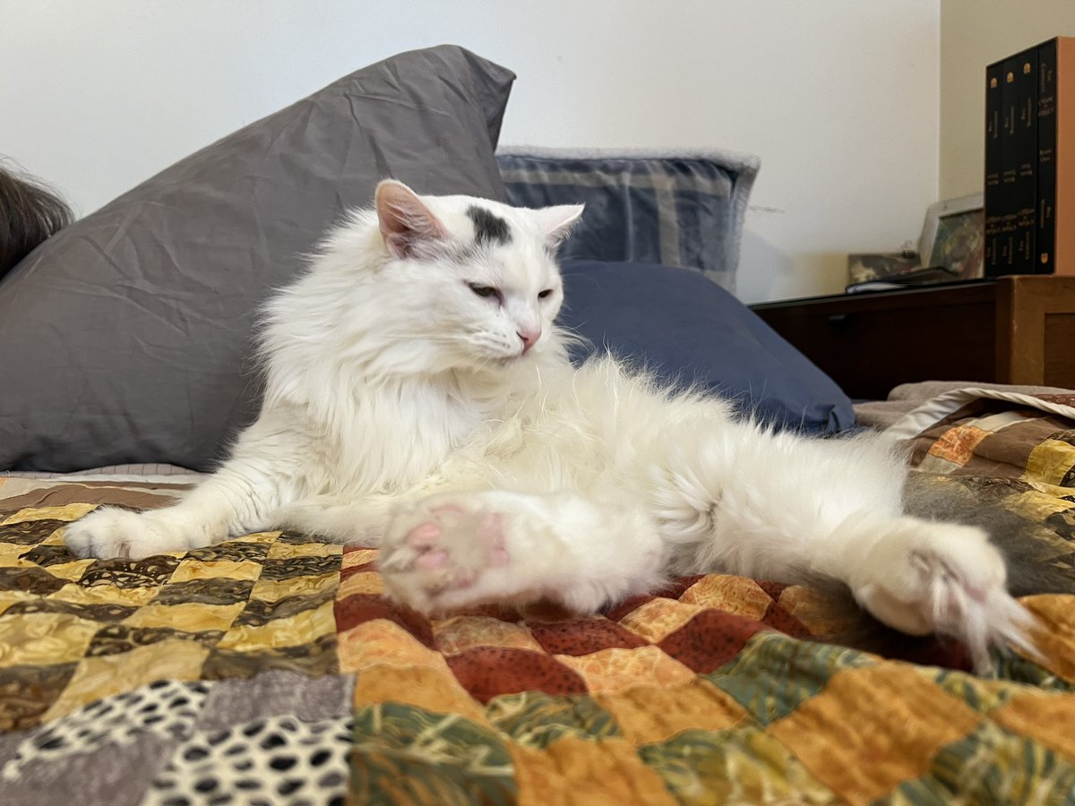 A Cat Named Bitches tweet media