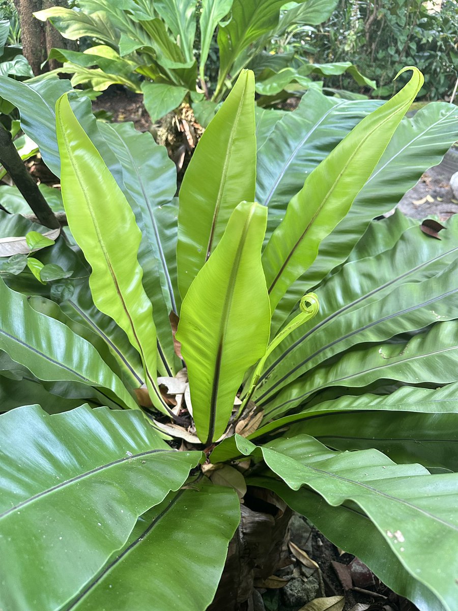 Sudah seminggu hujan tdk ada turun tp beranda x full isi tentang fufufafa.