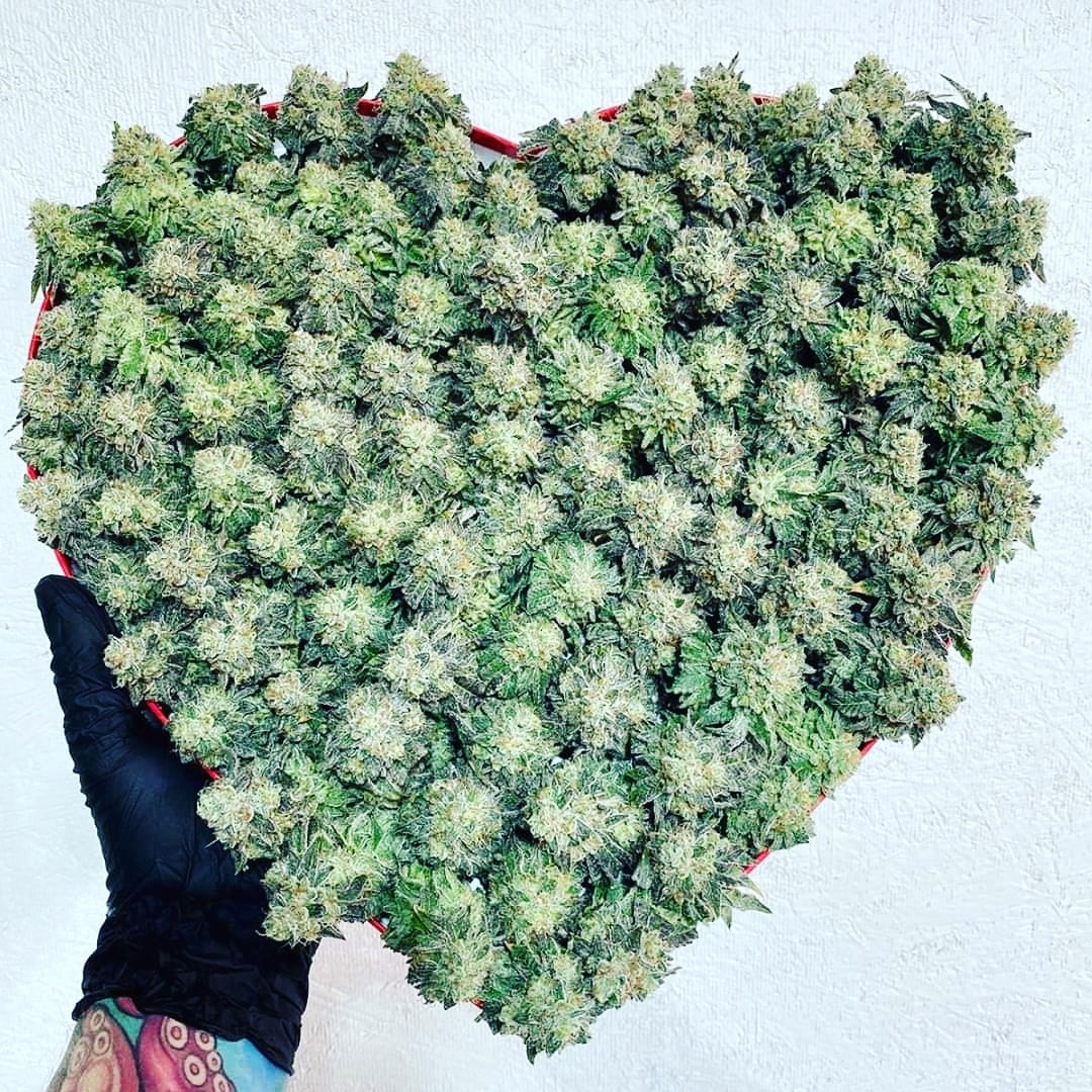 💚 

#cannabiscommunity #cannabisculture #cannabisindustry