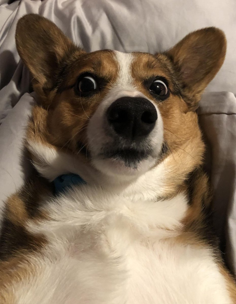 StarGliderWords's tweet photo. #ScareMeIn4Words Pet tax is coming https://t.co/YeoGQdYDNE