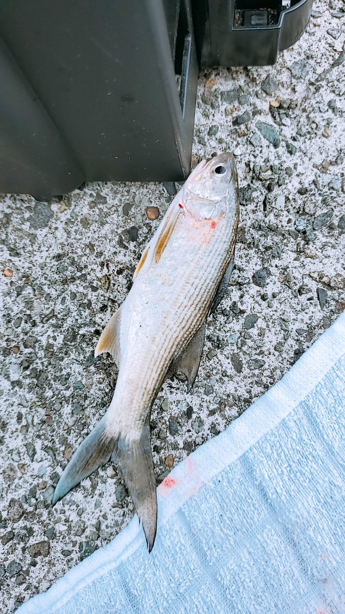 RiBABYDoLL's tweet photo. もちろんリリースしたんだけど
これ、なんの魚ですかねぇ〜？ https://t.co/SCn980RfEc