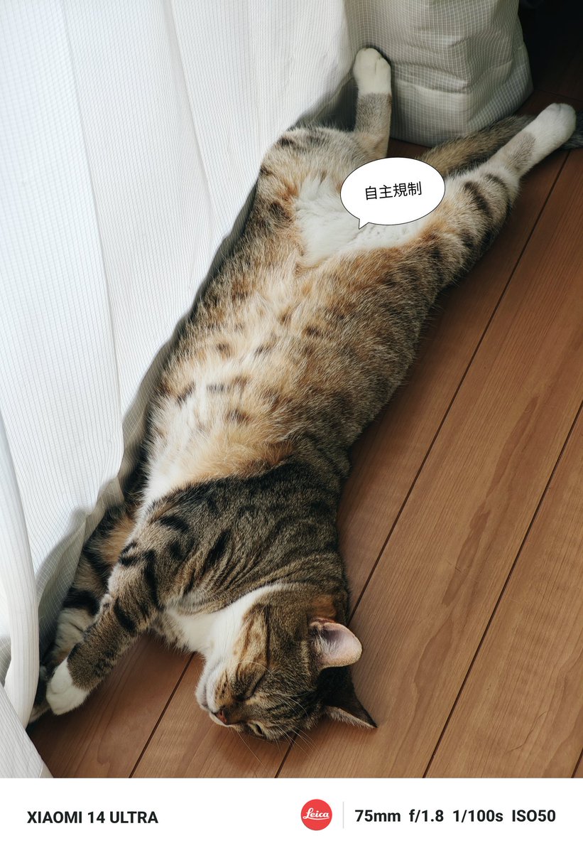marchan39606803's tweet photo. ジョージくんひなたぼっこ
暑くないのかな
#Xiaomi14Ultra
#猫のいる暮らし𓏲𓎨 https://t.co/aYLDmzMFcW