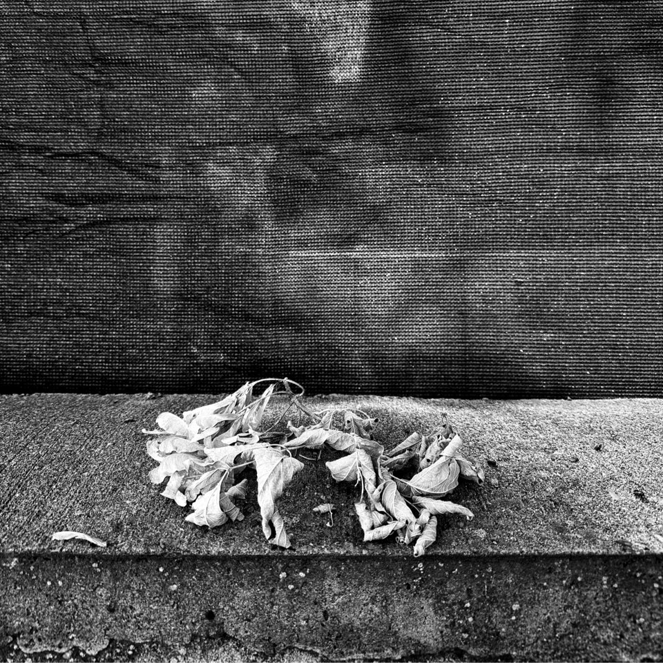 Fri, September 20, 2024
#Project365 264/366