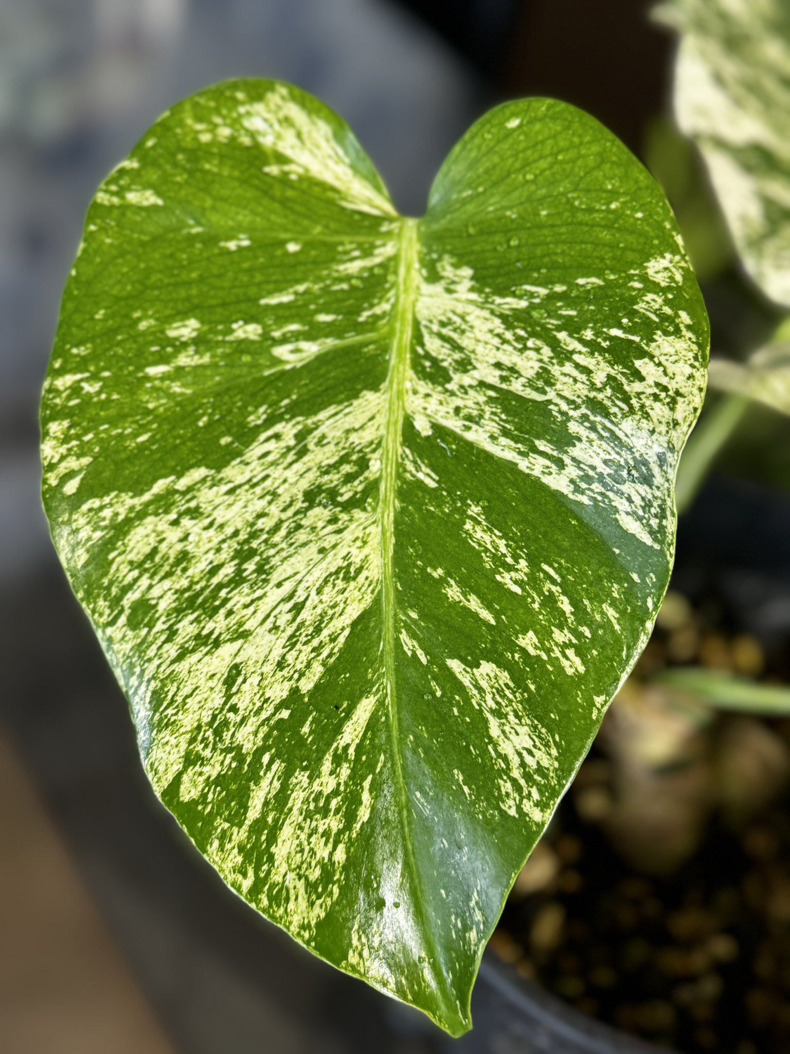 A8モンステラ デリシオーサ ホワイトモンスター 天津蘭 【公式通販】