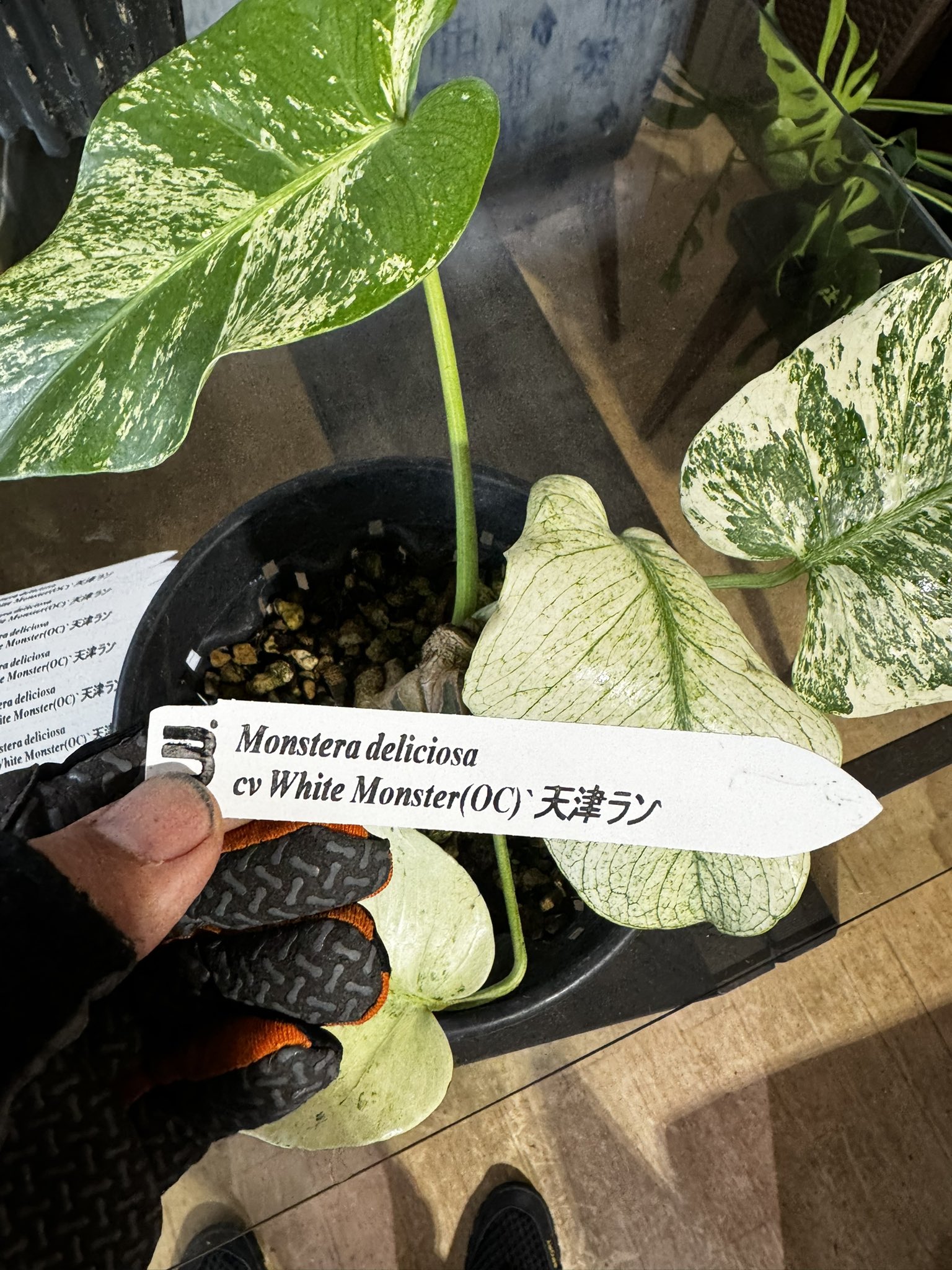 UrbanJungle on X: UrbanJungle on X: