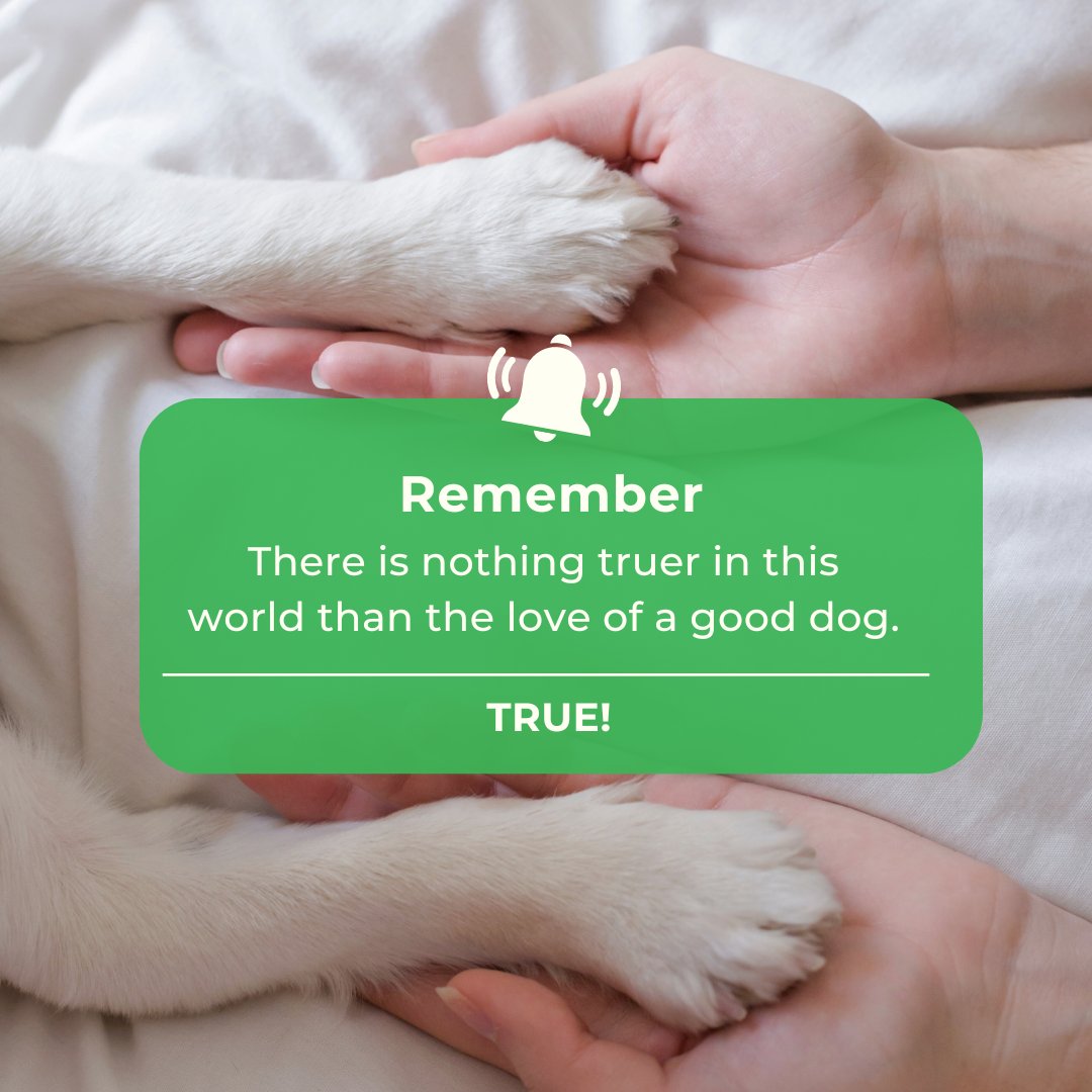 caspersoil's tweet photo. Just a daily reminder, we all agree, right? 

#dogquotes #monday #dog #dogs #doglove #puppy https://t.co/gtQi4GwYnT