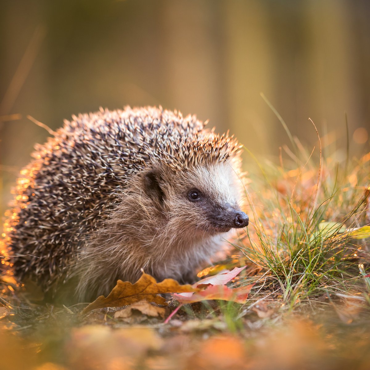 Superpetltd's tweet image. Hedgehogs begin preparing for hibernation in autumn. Help them by providing food and ensuring your garden is hedgehog-friendly. 🦔🍂 #WildlifeFacts #HedgehogHelp #Superpet #DidYouKnow